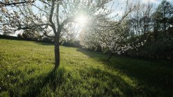 Obstblüte